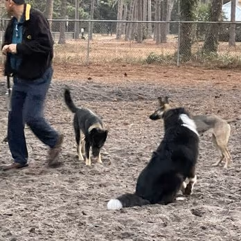 Dog Park at Empie Park